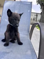 Dark Blue Collar, a male Belgian Malinois for sale in Wharton, TX – 4 of 5