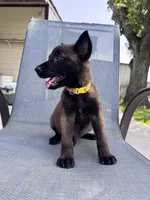 Yellow Collar, a male Belgian Malinois for sale in Wharton, TX – 1 of 5