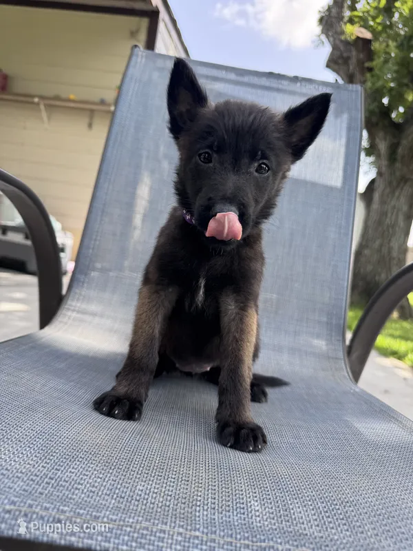 Purple Collar  – Belgian Malinois puppy for sale in Wharton, TX