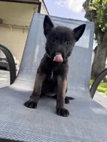 Purple Collar , a female Belgian Malinois for sale in Wharton, TX – 1 of 5