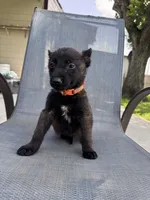 Orange Collar, a male Belgian Malinois for sale in Wharton, TX – 4 of 4