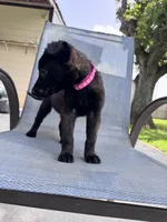 Hot Pink Collar, a female Belgian Malinois for sale in Wharton, TX – 1 of 4