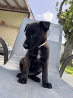 Light Pink Collar, a female Belgian Malinois for sale in Wharton, TX – 2 of 3