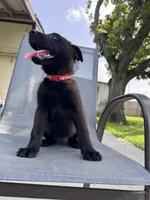 Red Collar, a male Belgian Malinois for sale in Wharton, TX – 2 of 4