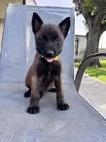 Yellow Collar, a male Belgian Malinois for sale in Wharton, TX – 5 of 5