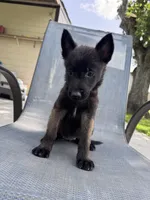 Purple Collar , a female Belgian Malinois for sale in Wharton, TX – 5 of 5