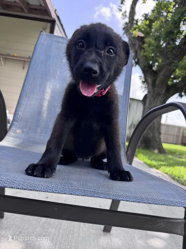 Red Collar – Belgian Malinois puppy for sale in Wharton, TX