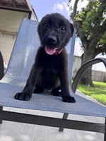 Red Collar, a male Belgian Malinois for sale in Wharton, TX – 1 of 4