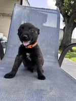 Orange Collar, a male Belgian Malinois for sale in Wharton, TX – 2 of 4