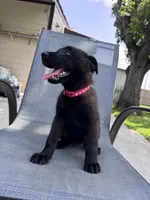 Red Collar, a male Belgian Malinois for sale in Wharton, TX – 4 of 4