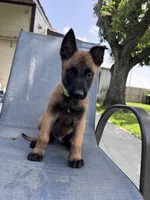 Light Green Collar, a male Belgian Malinois for sale in Wharton, TX – 1 of 6