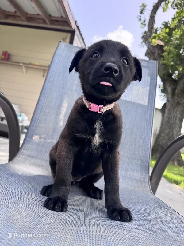 Light Pink Collar – Belgian Malinois puppy for sale in Wharton, TX