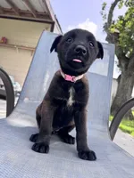 Light Pink Collar, a female Belgian Malinois for sale in Wharton, TX – 1 of 3
