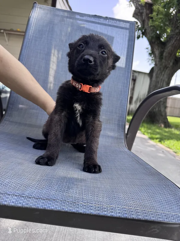 Orange Collar – Belgian Malinois puppy for sale in Wharton, TX