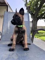 Light Green Collar, a male Belgian Malinois for sale in Wharton, TX – 6 of 6