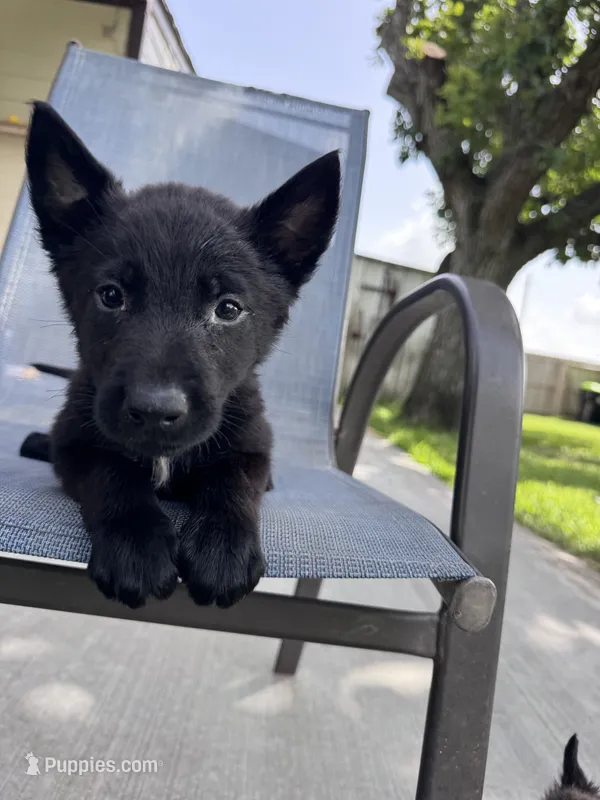 Light Blue Collar  – Belgian Malinois puppy for sale in Wharton, TX