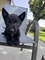 Light Blue Collar , a male Belgian Malinois for sale in Wharton, TX – 1 of 3