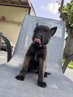Purple Collar , a female Belgian Malinois for sale in Wharton, TX – 2 of 5