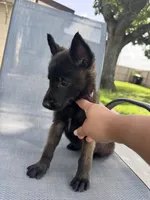 Purple Collar , a female Belgian Malinois for sale in Wharton, TX – 4 of 5