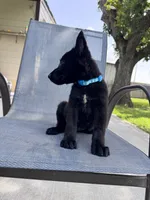 Light Blue Collar , a male Belgian Malinois for sale in Wharton, TX – 3 of 3