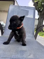 Orange Collar, a male Belgian Malinois for sale in Wharton, TX – 3 of 4