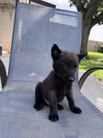 Dark Blue Collar, a male Belgian Malinois for sale in Wharton, TX – 3 of 5