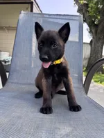 Yellow Collar, a male Belgian Malinois for sale in Wharton, TX – 4 of 5