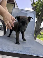 Hot Pink Collar, a female Belgian Malinois for sale in Wharton, TX – 3 of 4