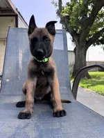 Light Green Collar, a male Belgian Malinois for sale in Wharton, TX – 5 of 6