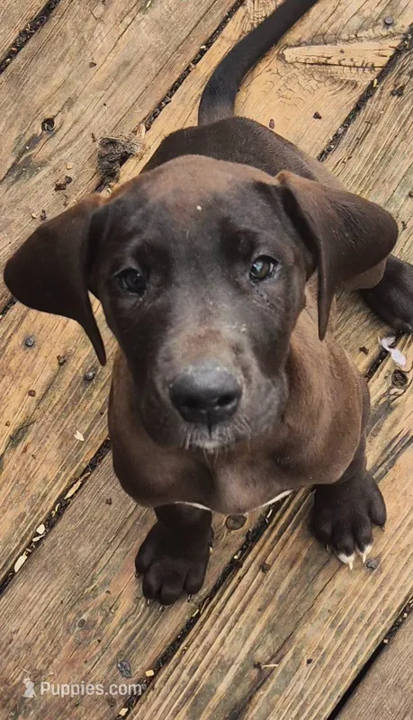 Jazzy – Great Dane puppy for sale in Middleport, NY