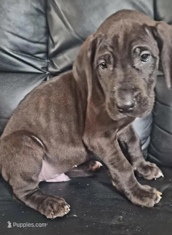 Desmond – Great Dane puppy for sale in Middleport, NY