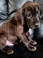 Desmond, a male Great Dane for sale in Middleport, NY – Photo 2 of 2