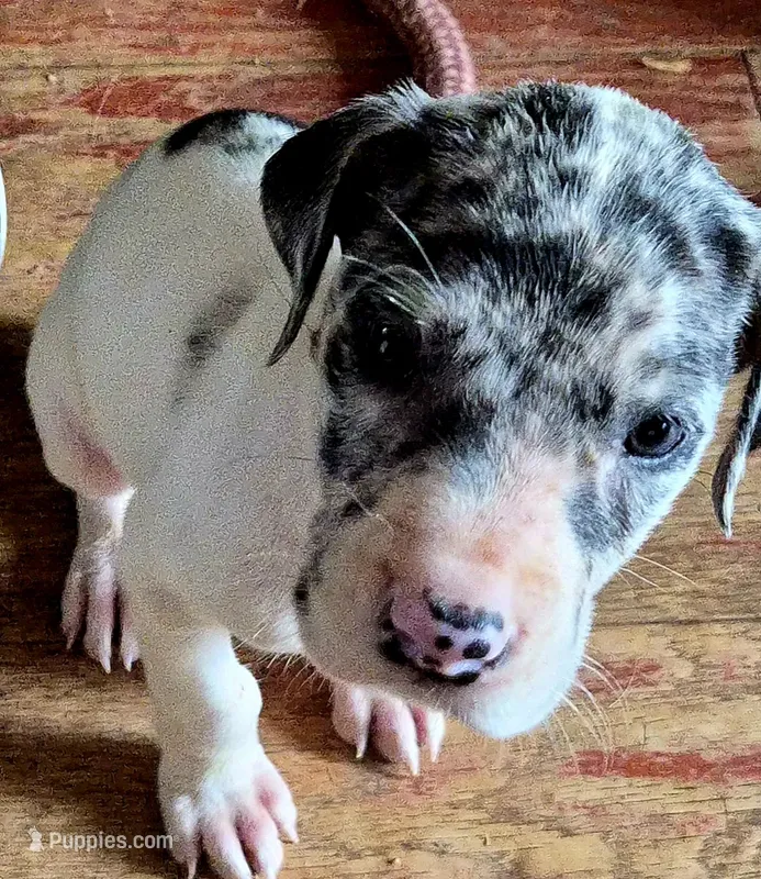 Dolly – Great Dane puppy for sale in Middleport, NY