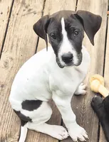 Fable, a male Great Dane for sale in Middleport, NY – Photo 3 of 3