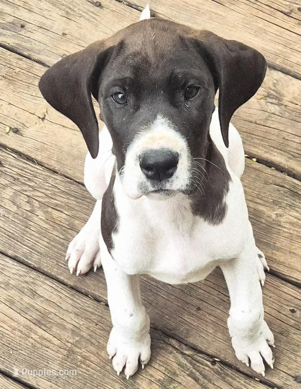 Fable – Great Dane puppy for sale in Middleport, NY