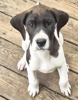 Fable, a male Great Dane for sale in Middleport, NY – Photo 1 of 3