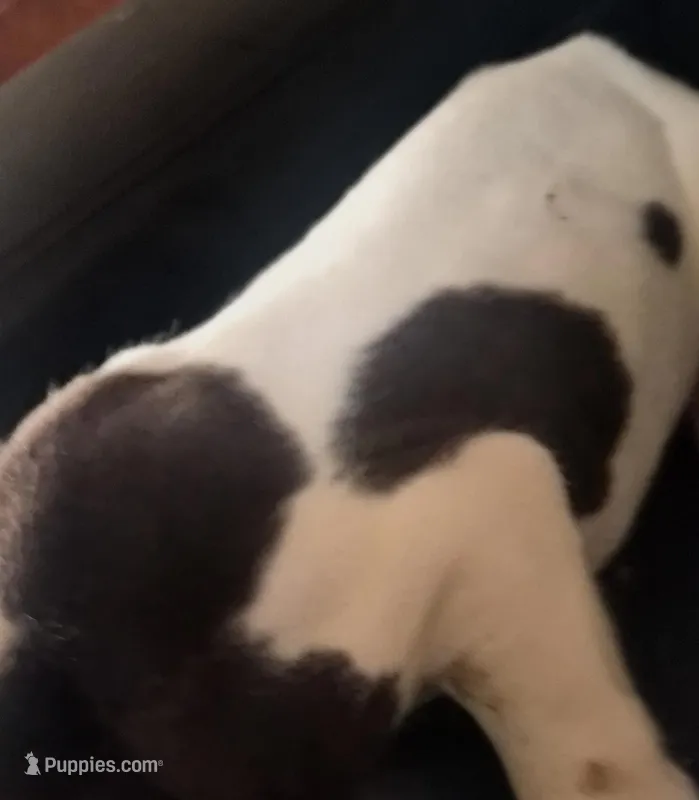 Fabio – Great Dane puppy for sale in Middleport, NY