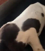 Fabio, a male Great Dane for sale in Middleport, NY – Photo 1 of 4