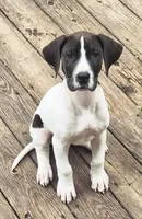 Fable, a male Great Dane for sale in Middleport, NY – Photo 2 of 3