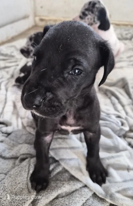 Dove – Great Dane puppy for sale in Middleport, NY