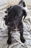 Dove, a female Great Dane for sale in Middleport, NY – 1 of 1