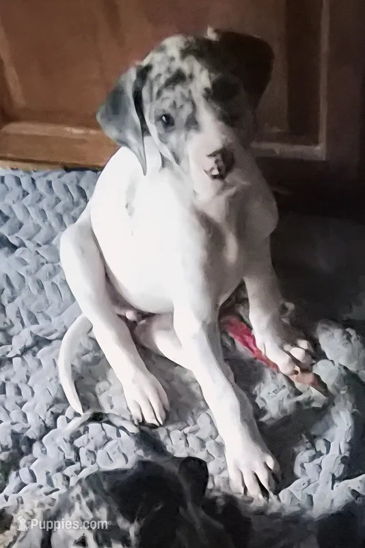 Dolly – Great Dane puppy for sale in Middleport, NY