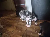 WINSTON , a male Great Dane for sale in Middleport, NY – 2 of 3