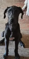 Fallon, a female Great Dane for sale in Middleport, NY – 1 of 3