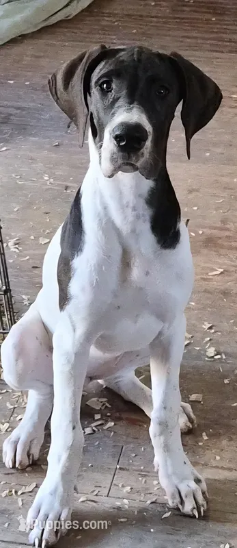 Fable – Great Dane puppy for sale in Middleport, NY