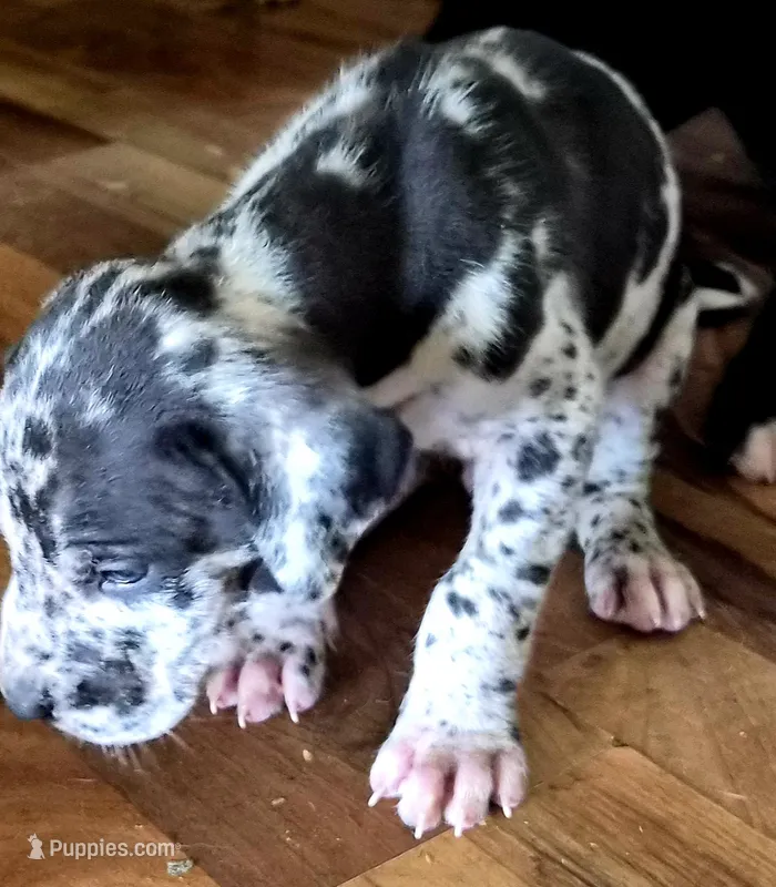 Noah – Great Dane puppy for sale in Middleport, NY
