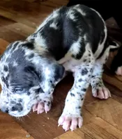 Noah, a male Great Dane for sale in Middleport, NY – 2 of 2