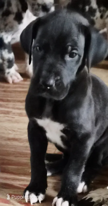 Maverick  – Great Dane puppy for sale in Middleport, NY