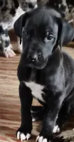 Maverick , a male Great Dane for sale in Middleport, NY – 1 of 1