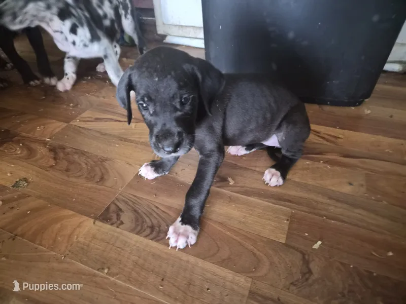 Hannah  – Great Dane puppy for sale in Middleport, NY